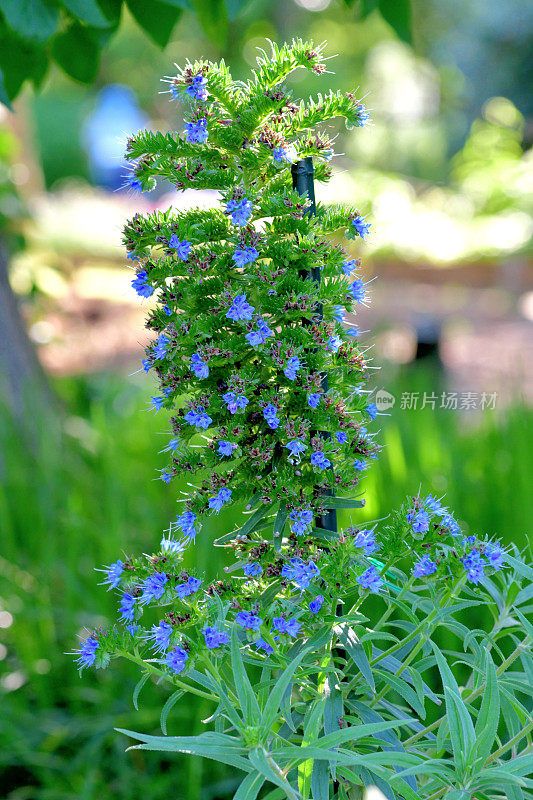 Echium candicans /马德拉骄傲花